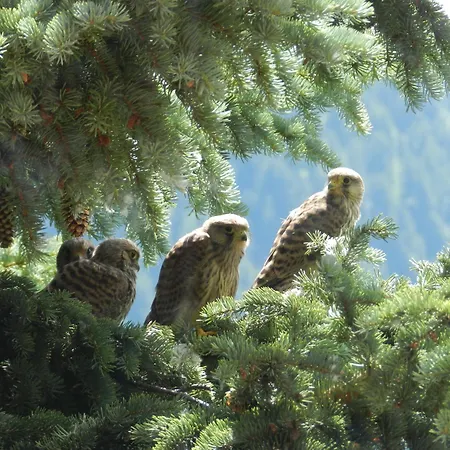 Dağ evi Monchaletsestriere Sestriere