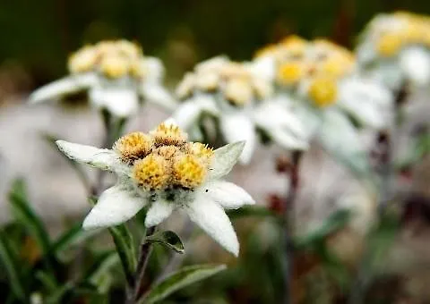 Monchaletsestriere Dağ evi Sestriere