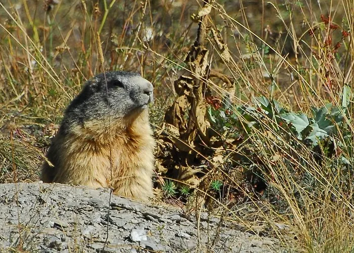 Monchaletsestriere Dağ evi *