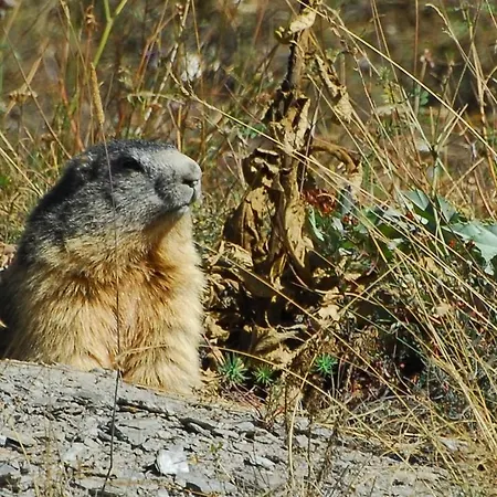 Monchaletsestriere Chalet *