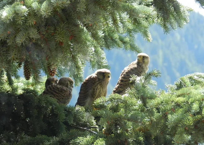 Alpesi faház Monchaletsestriere Sestriere