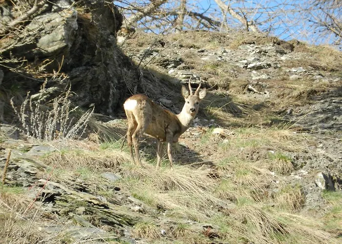Alpesi faház Monchaletsestriere